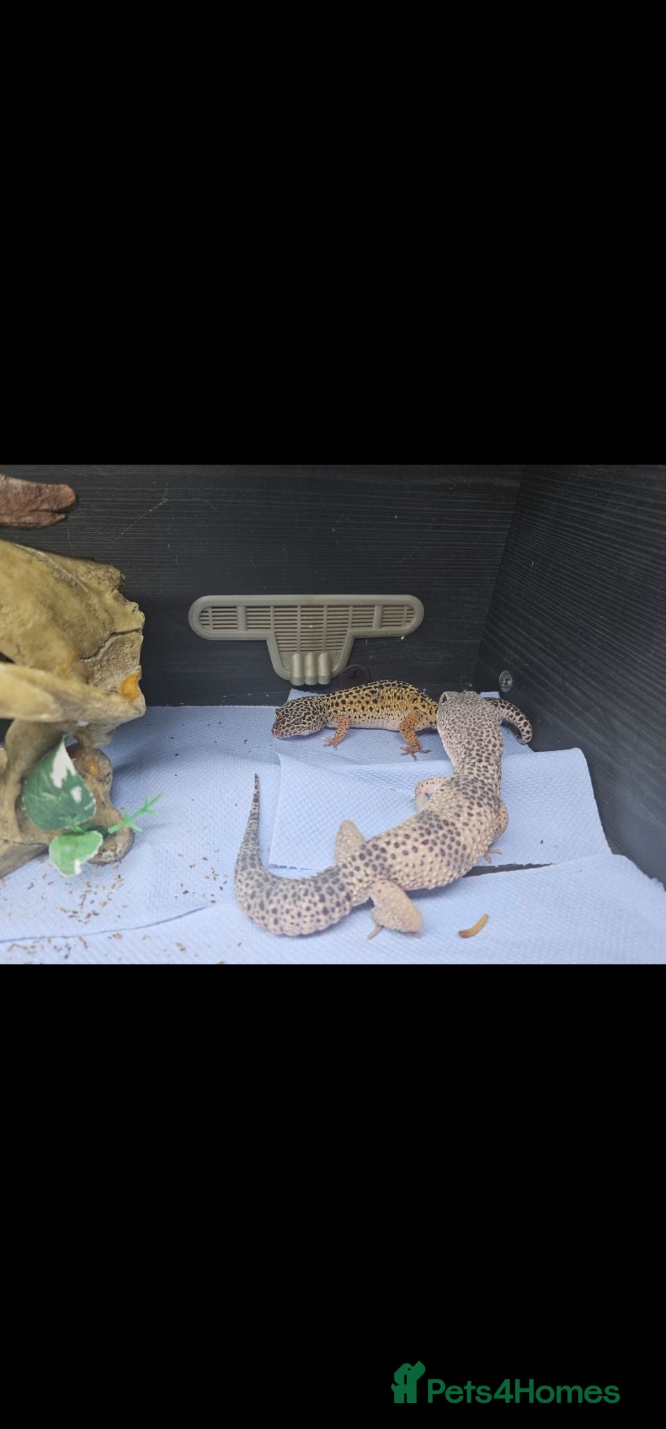 Leopard Gecko reptiles Breeding pair off lepord gekos  - Advert 2