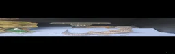 Leopard Gecko reptiles for sale: Breeding pair off lepord gekos  - Advert 2