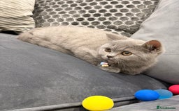 British Shorthair cats for sale: British Shorthair kittens and Mum for sale - Image 22
