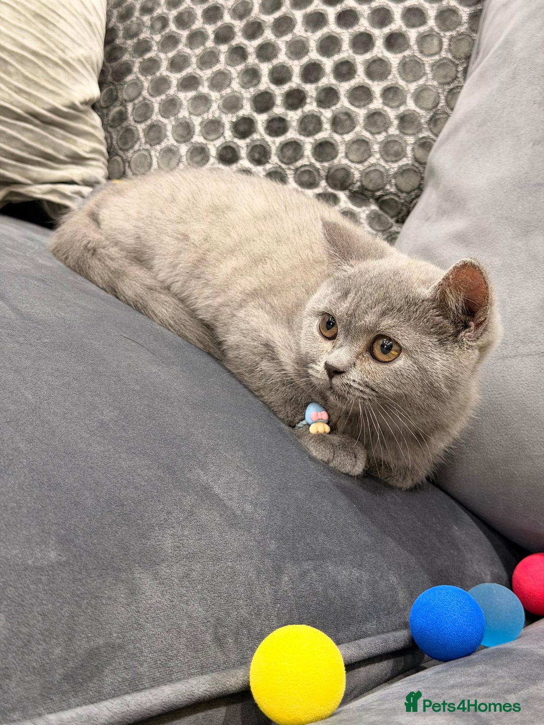 British Shorthair cats for sale: British Shorthair kittens and Mum for sale - Image 22