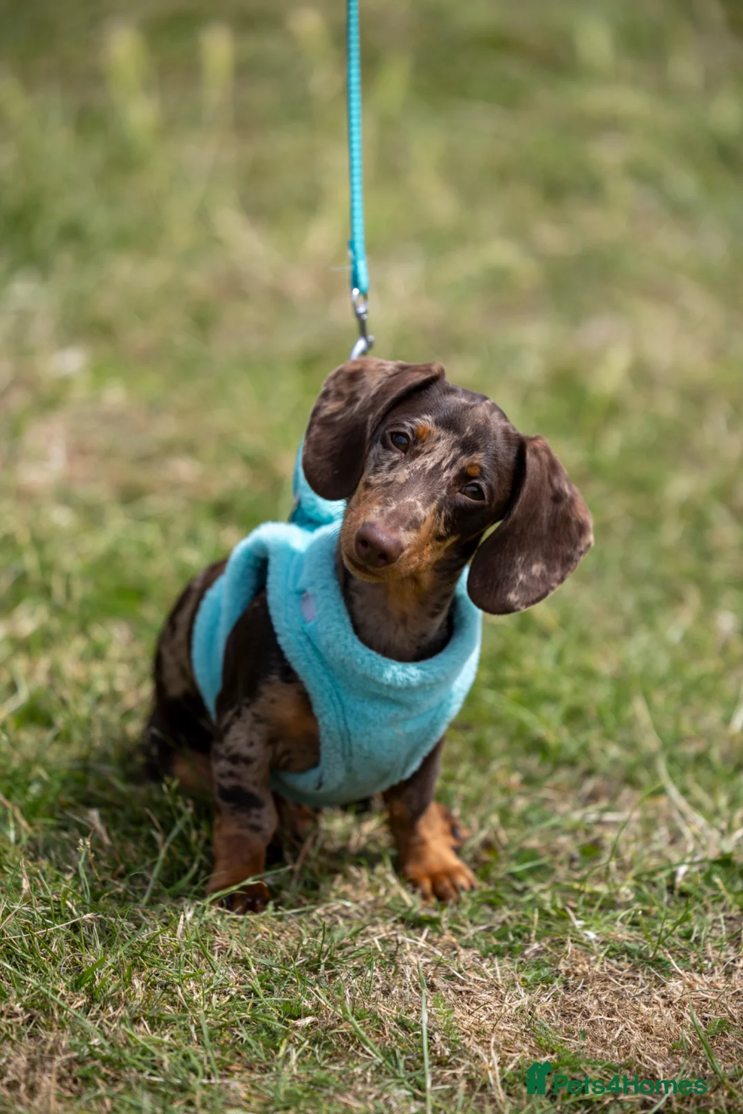Miniature Dachshund dogs for stud: ROLO chocolate and tan dapple pink and LH carrier  - Advert 2