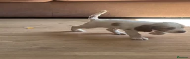 Cocker Spaniel 3