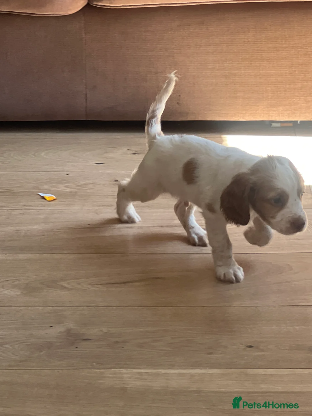Cocker Spaniel dogs for sale: Kc registered cocker spaniel puppies in Gillingham - Advert 2