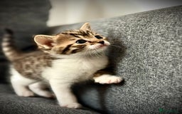 Ragdoll cats for sale: 🌟 Ragdoll x Bengal – Exquisite Baby Kittens 🌟 - Image 11