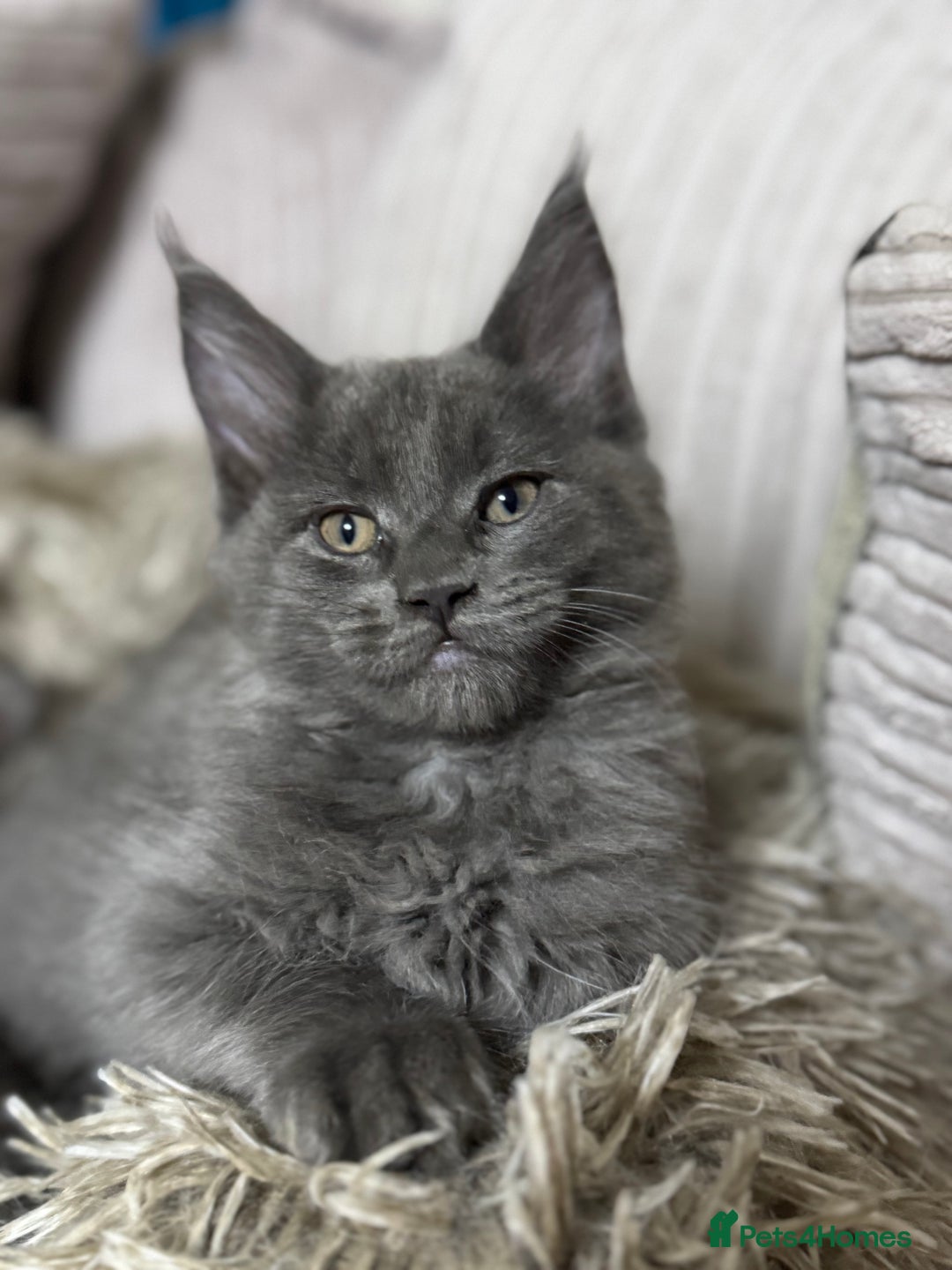 Maine Coon cats for sale: Adorable pure breed Maine coon Kittens’s for sale - Advert 22