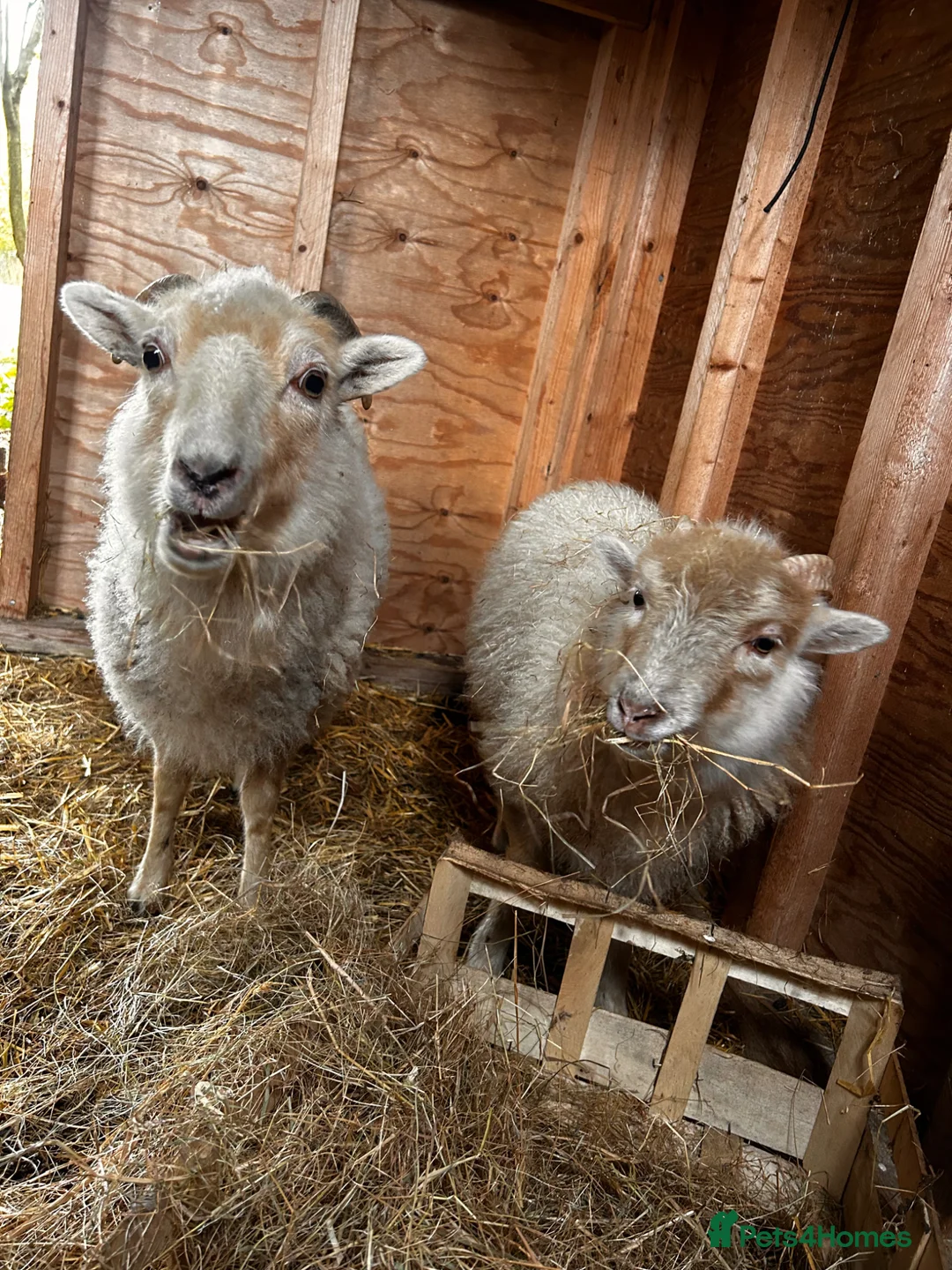 Sheep livestock for sale: Unregistered ouessant ewe in Ramsgate - Advert 3