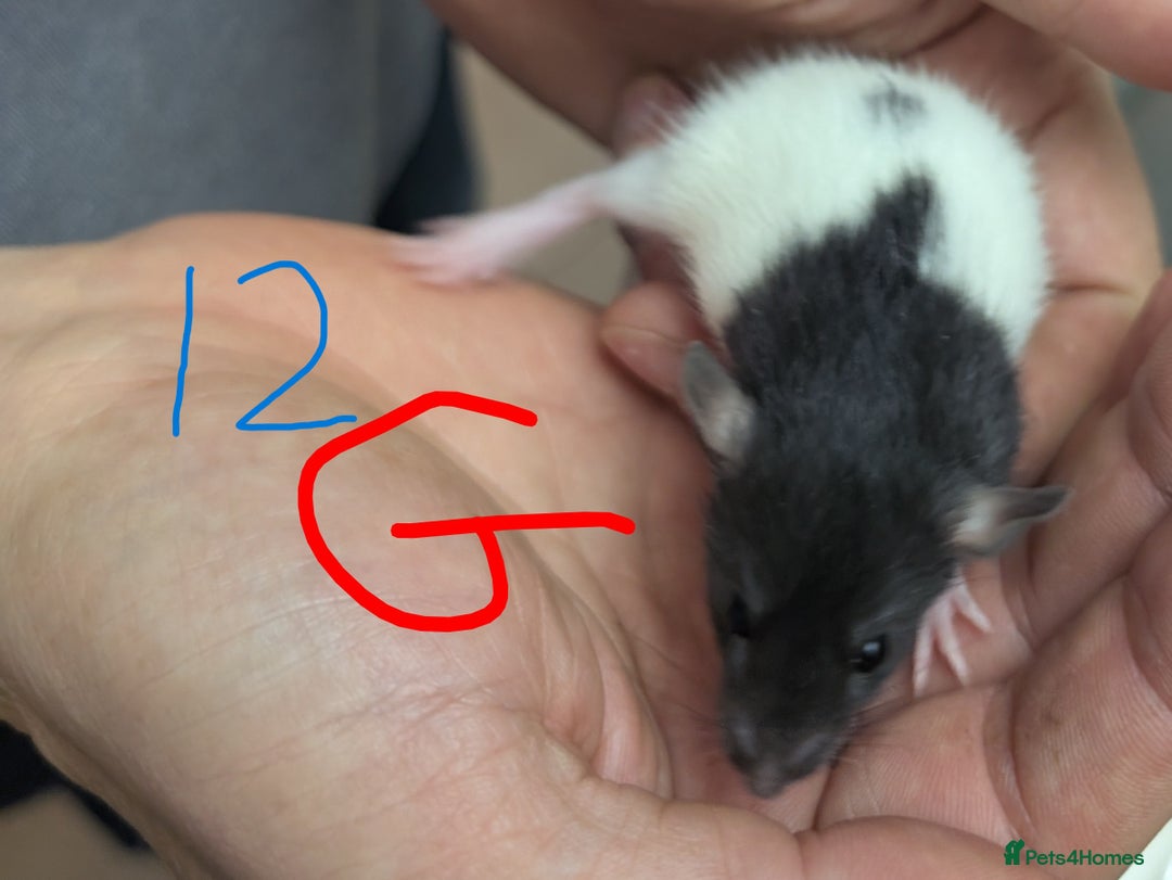 Rat rodents for sale: Dumbo baby Rats - Gorgeous colours  - Advert 10