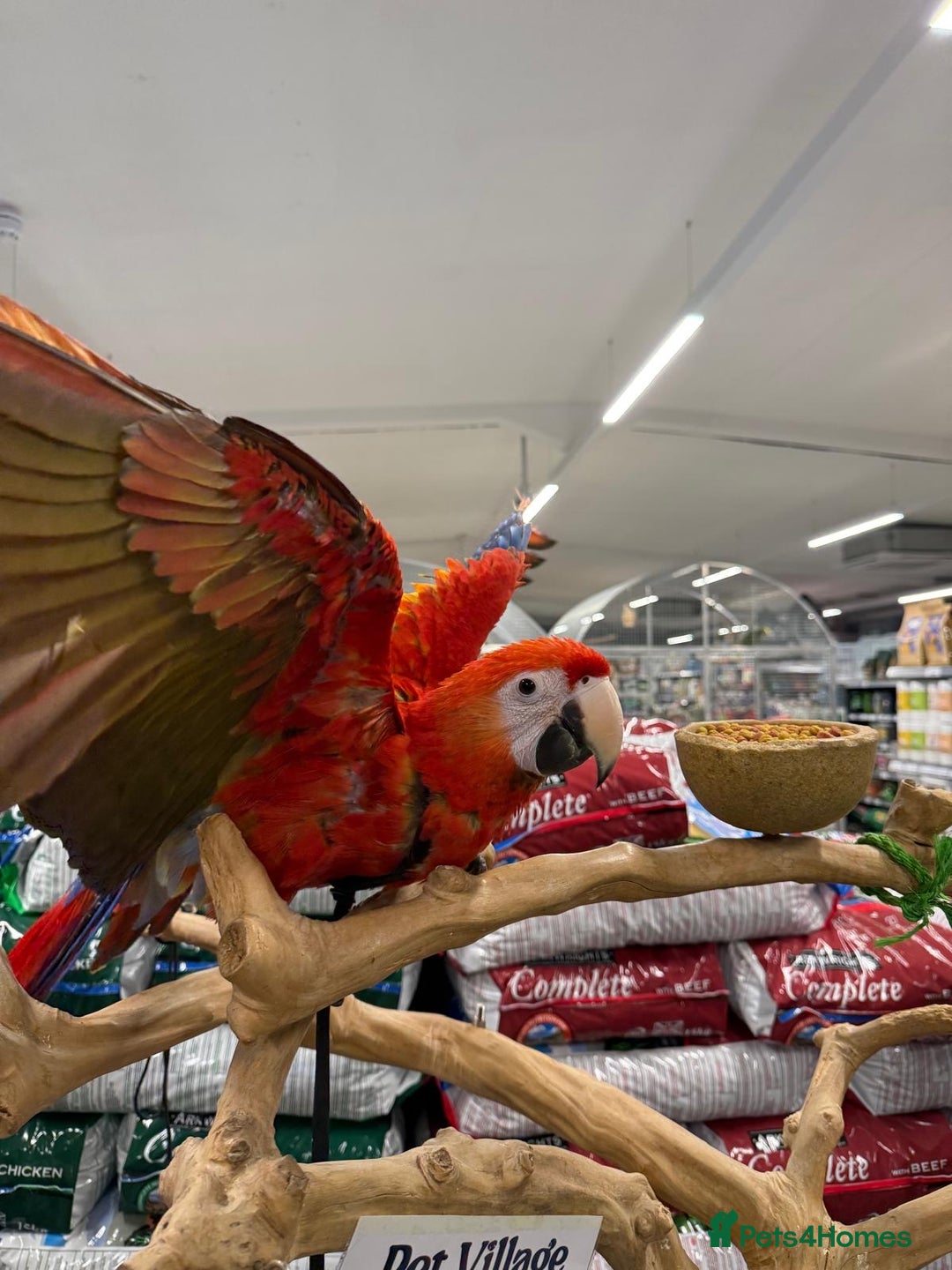 Macaws birds for sale: Handreared Harnessed trained baby Scarlet - Advert 2