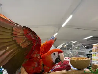 Macaws birds Handreared Harnessed trained baby Scarlet - Advert 1