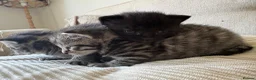 Mixed Breed cats for sale: Bengal x tabby kittens  - Advert 5