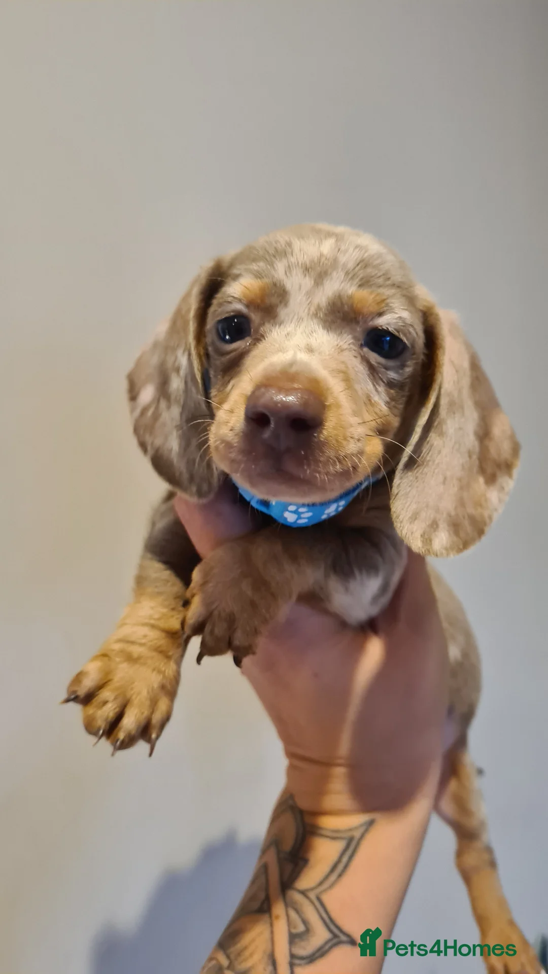 Miniature Dachshund dogs for sale: Lilac dapple daxies ready soon 3 girls 2 boys left - Advert 19