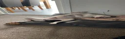 Mixed Breed dogs for sale: Staffy X American Bulldog Puppy - Advert 9