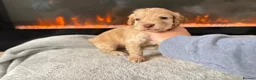 Cocker Spaniel dogs for sale: 🤍 Cocker spaniel puppies 🤍 - Advert 13