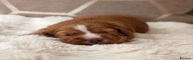 Cocker Spaniel 4