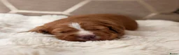 Cocker Spaniel dogs for sale: ** DARK RED , KC REG , WORKING COCKER PUPS ** - Advert 3