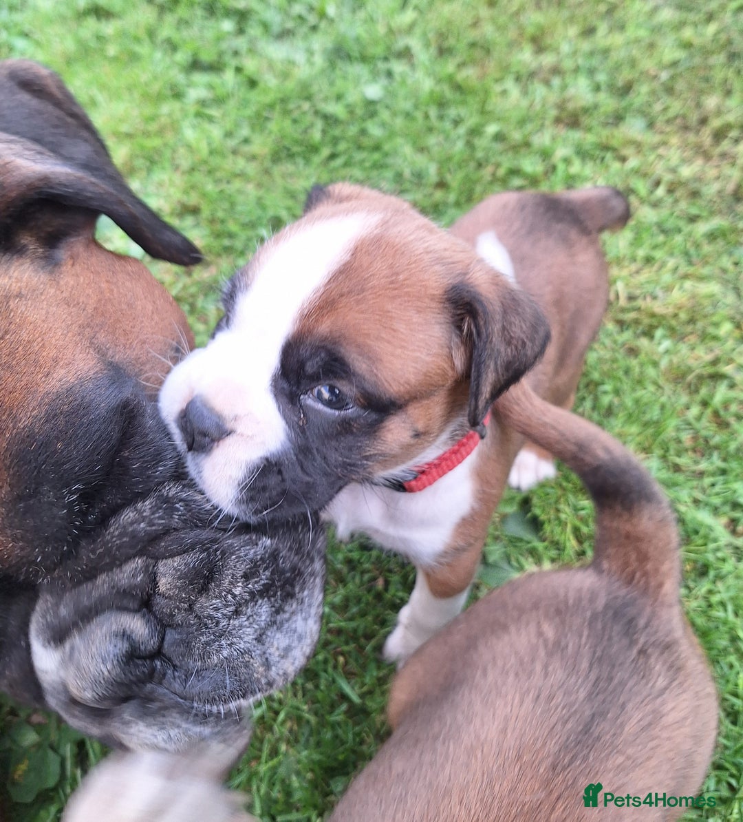 Boxer dogs for sale: Boxer puppies kennel club reg 5 star licence  - Image 19