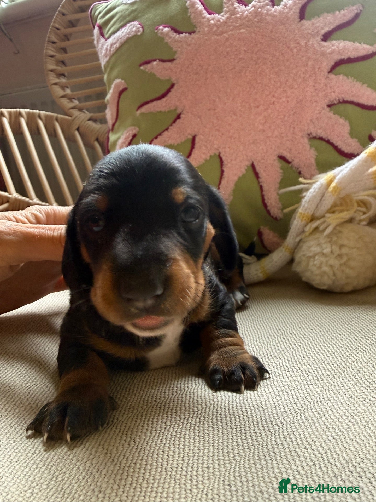Miniature Dachshund dogs Stunning miniature dachshund puppies  - Advert 1