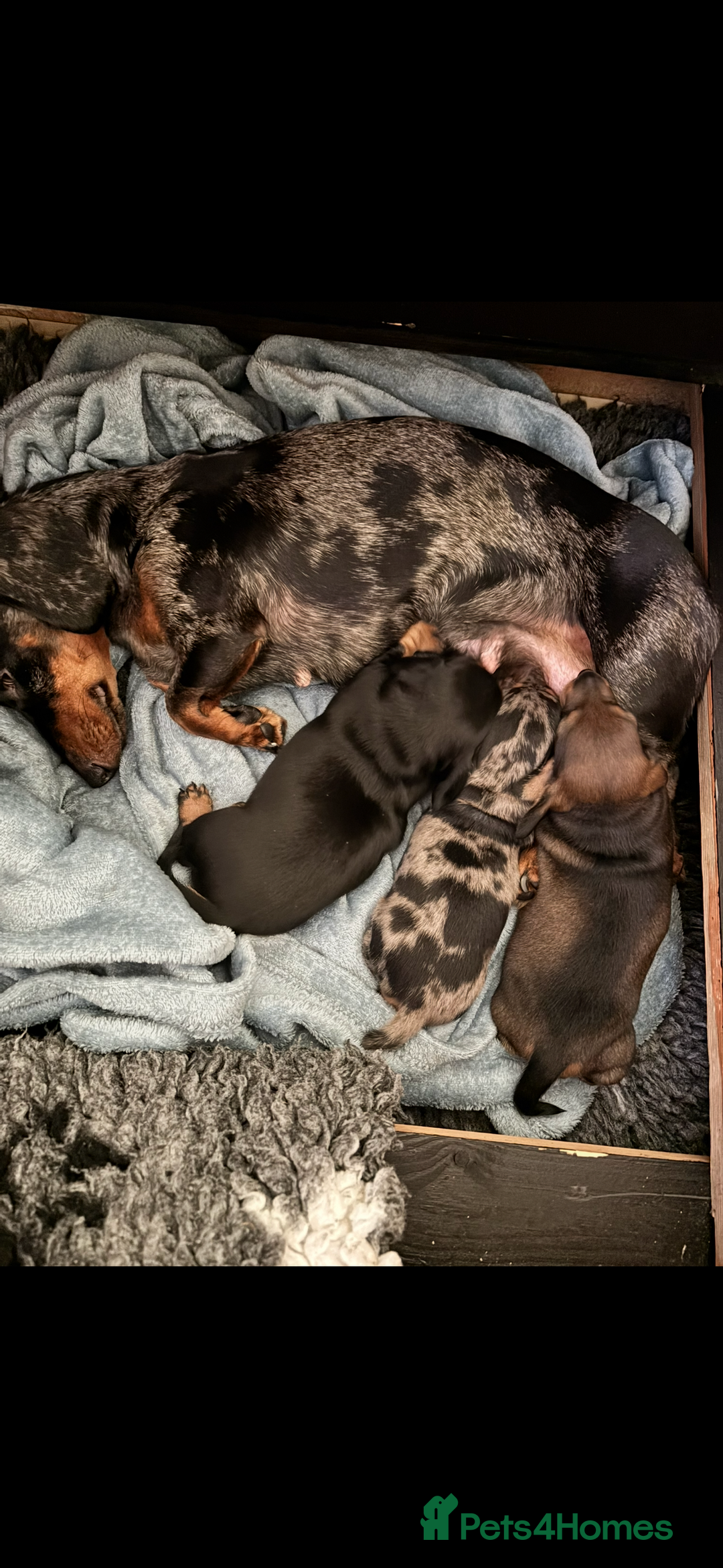 Miniature Dachshund dogs for sale: Miniature Dachshunds  - Image 4