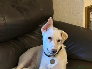 Mixed Breed dogs Chance - Advert 2