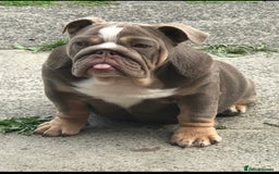 English Bulldog dogs for sale: 🐶🔥 English Bulldogs ready to go 🔥🐶 REDUCED!! - Image 10