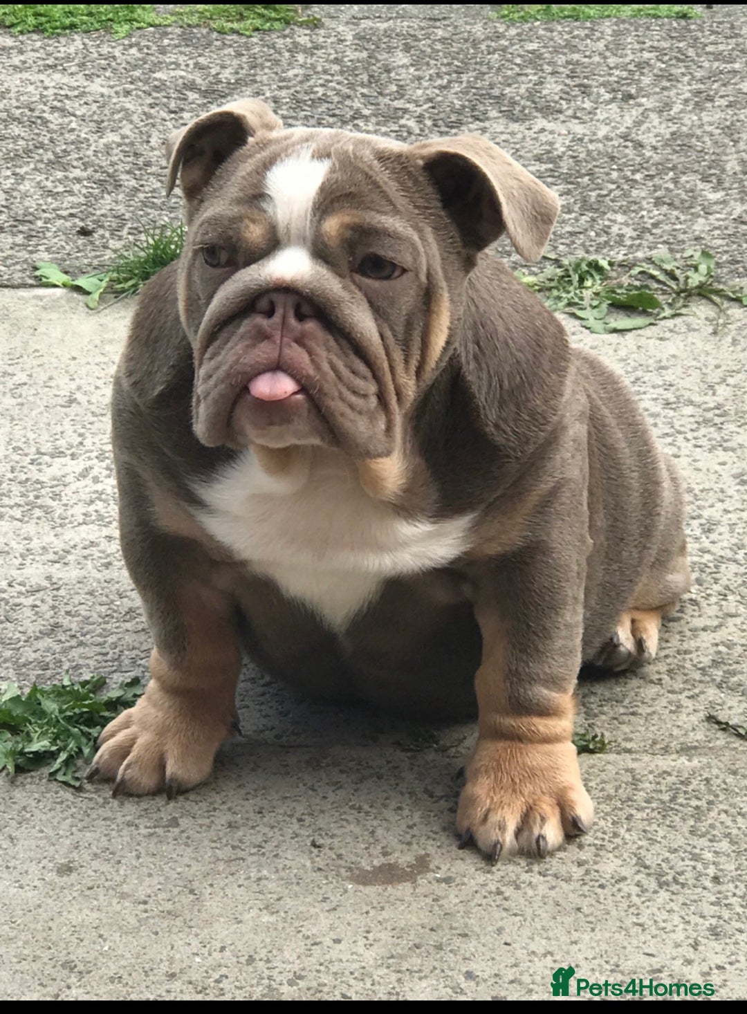 English Bulldog dogs for sale: 🐶🔥 English Bulldogs ready to go 🔥🐶 REDUCED!! - Image 10
