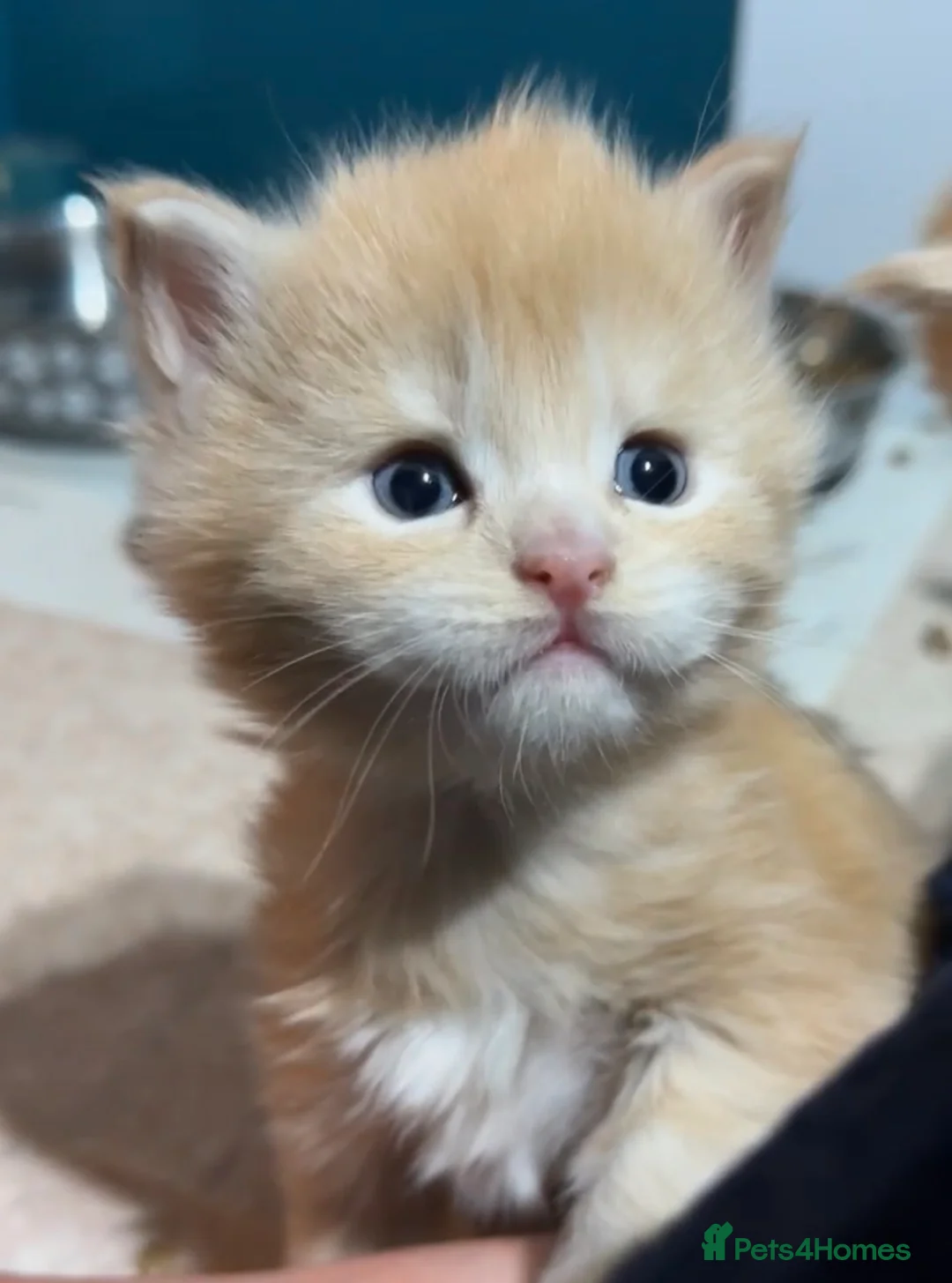 Maine Coon cats for sale: Big chunky Russian bloodline kittens - Advert 1