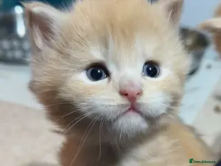 Maine Coon cats Big chunky Russian cubs - Advert 1