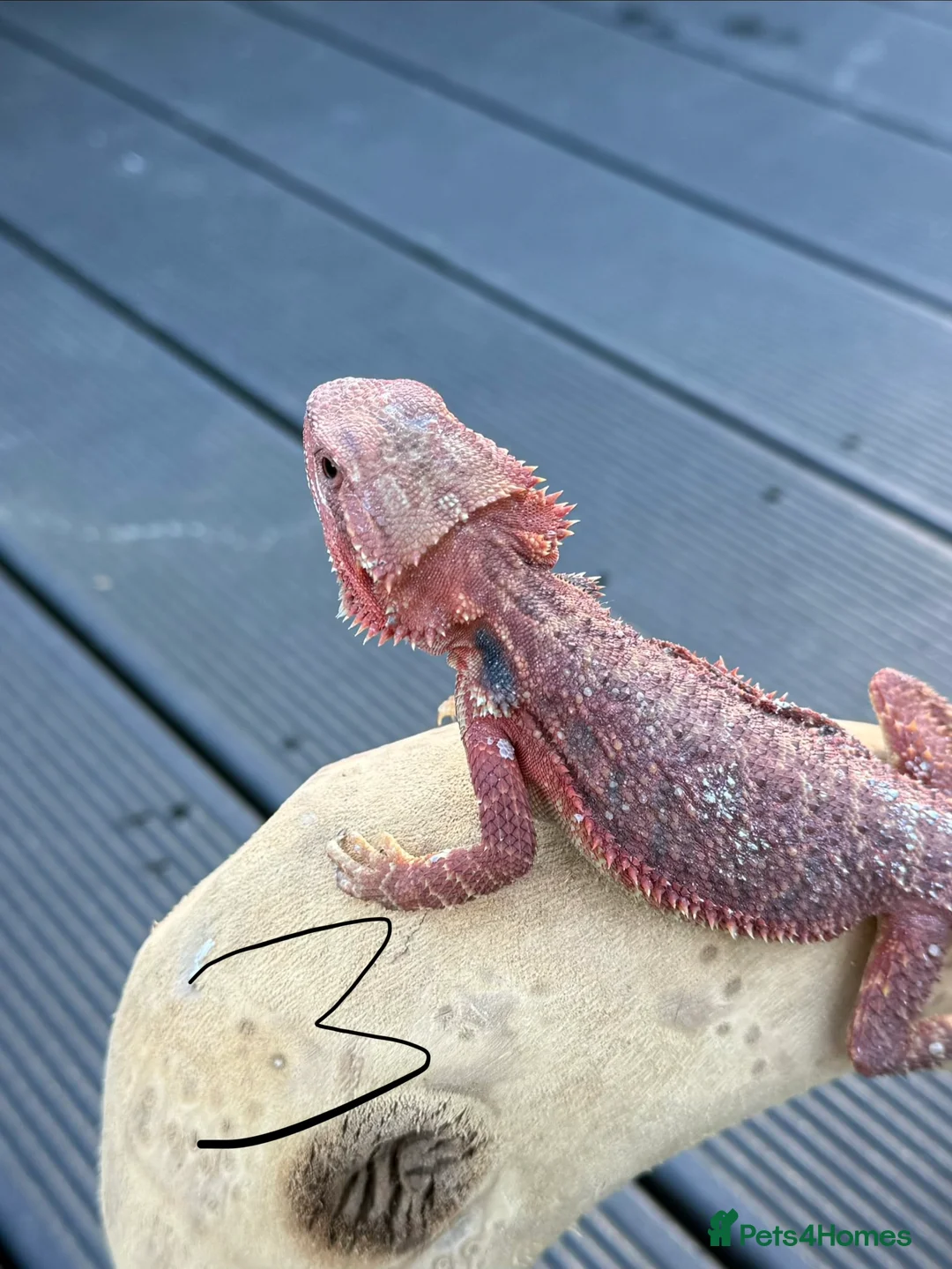 Bearded Dragon reptiles for sale: Red Monster  - Advert 7