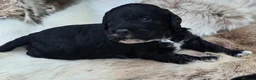 Cockapoo dogs for sale: F1 cockapoos  - Advert 10