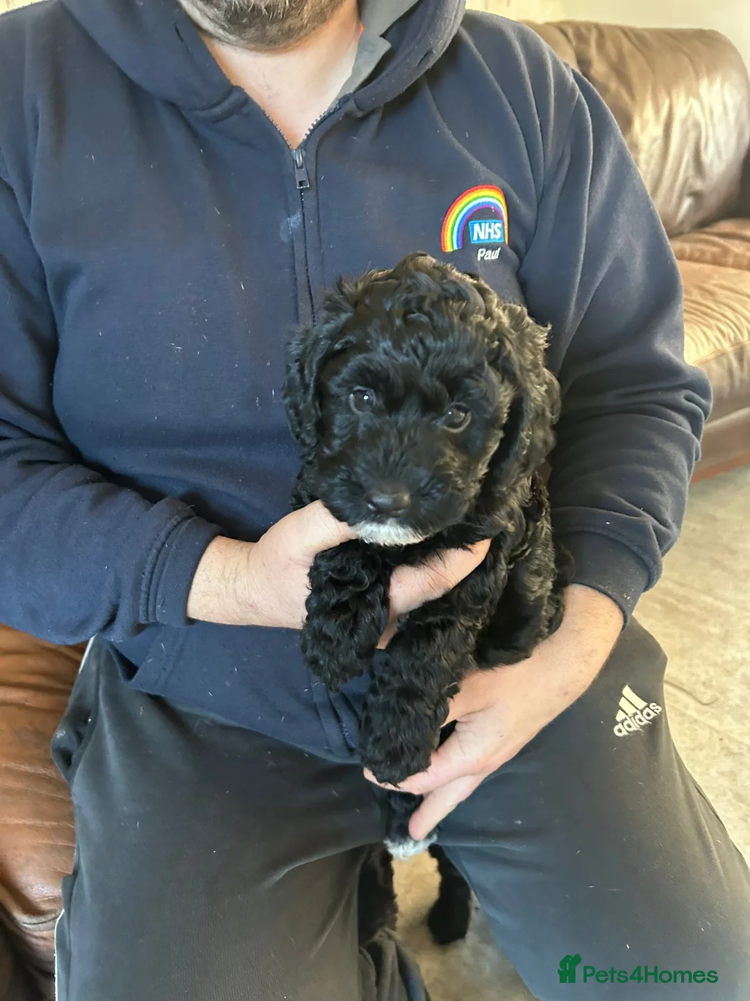 Cockapoo dogs for sale: Cockerpoo / cockapoo - Advert 3