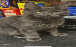 Maine Coon cats for sale:  2 beautiful maine coon kittens left - Image 23