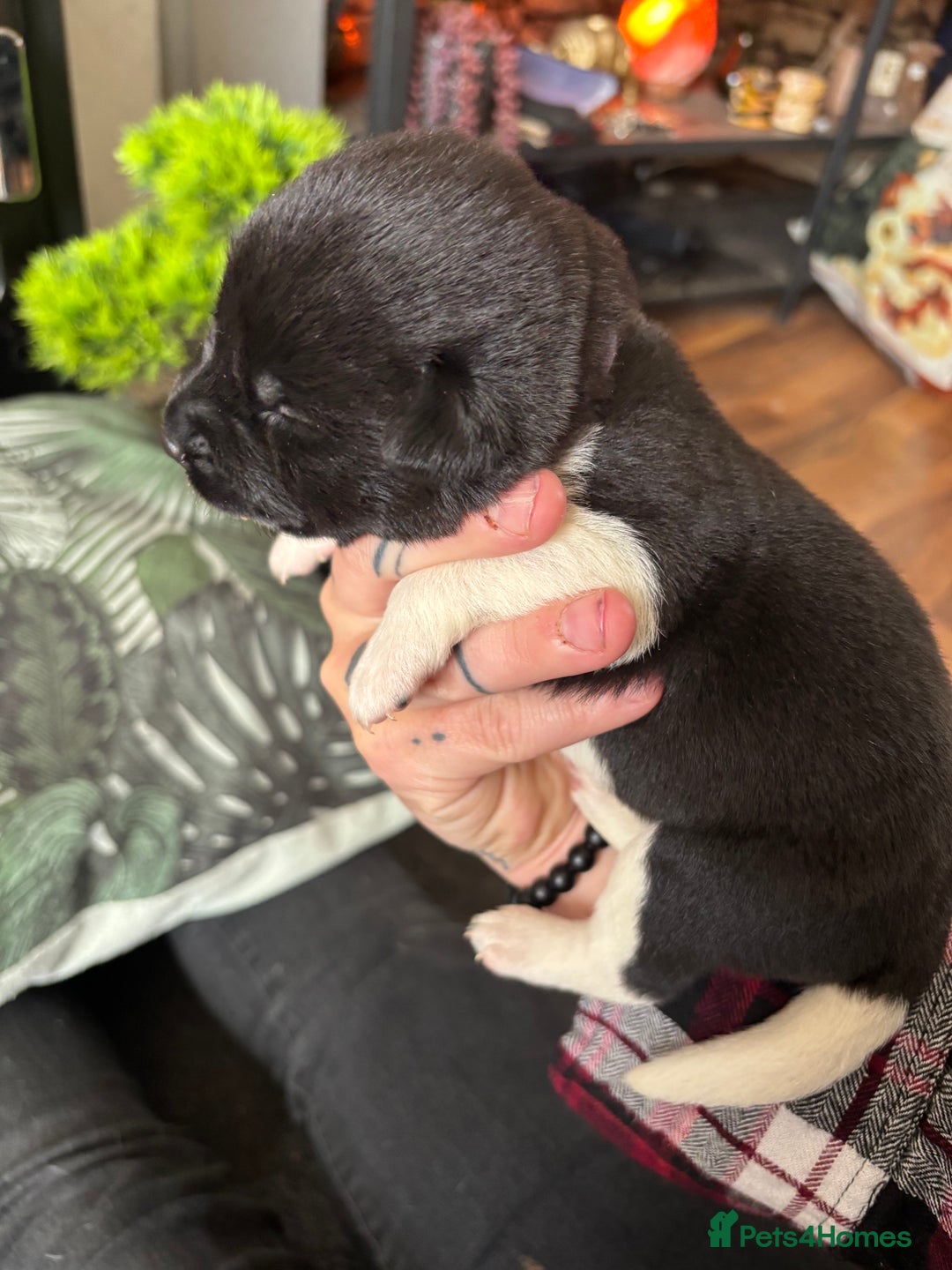 Mixed Breed dogs for sale: Beautiful lab cross Akita puppies available - Image 3