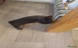 French Bulldog dogs for sale: French bulldog puppys  - Image 9