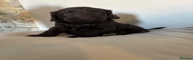 Cockapoo 6