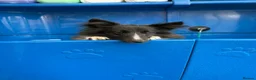 Shetland Sheepdog dogs for sale: Bi black shetland sheepdog  in Spalding - Advert 8