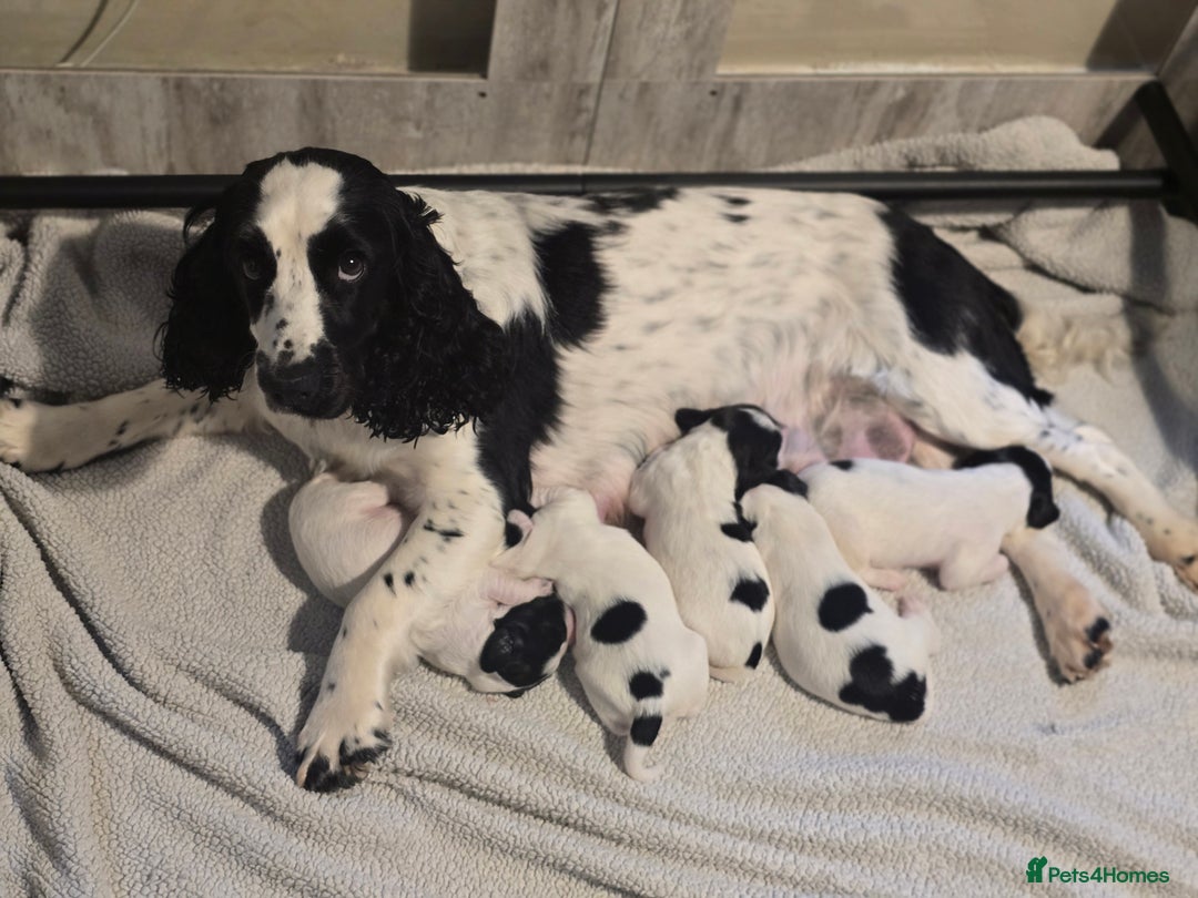 Mixed Breed dogs for sale: Cocker/collie mix puppys - Image 5