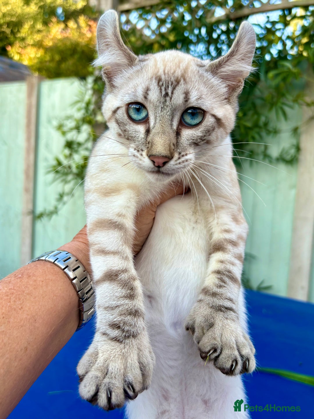 Savannah cats for sale: Superb polydactyl curled eared snow leopard  - Image 6