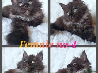 Maine Coon cats Beautiful big maine Coon babies - Advert 3