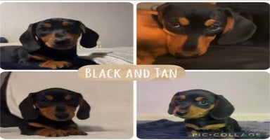 Miniature Dachshund dogs Ready to leave Miniature dachshunds cearphilly  - Advert 2