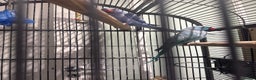Parrots birds for sale: Breeding pair Indian Ring Neck Parrots - Advert 2