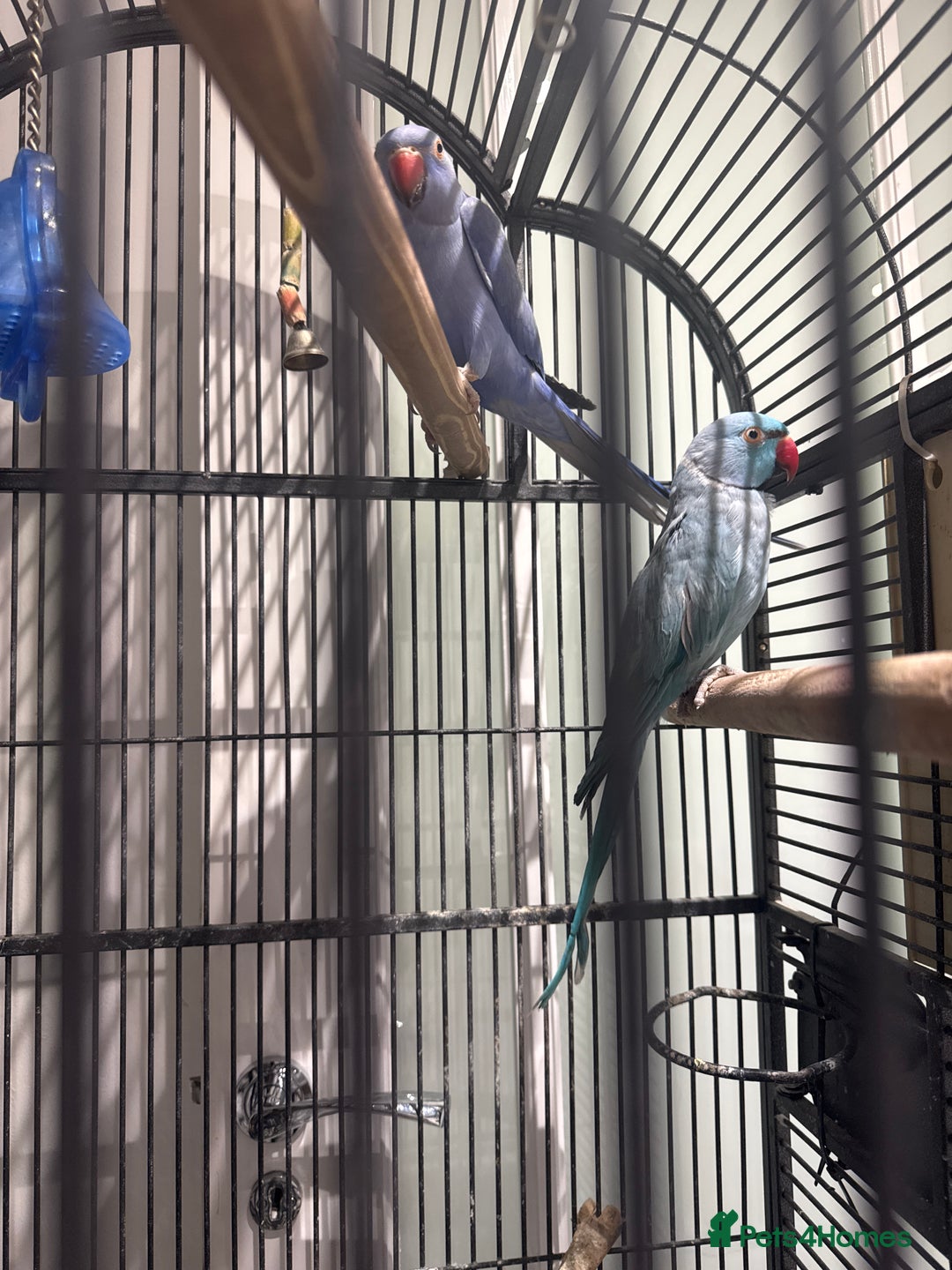 Parrots birds for sale: Breeding pair Indian Ring Neck Parrots - Advert 2