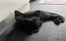 Mixed Breed cats for adoption: British Shorthair Mix- Adopt from Cats in Crisis - Image 4