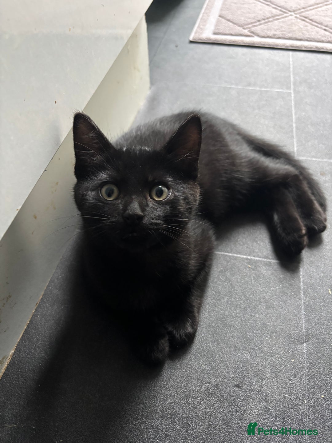 Mixed Breed cats for adoption: British Shorthair Mix- Adopt from Cats in Crisis - Image 4