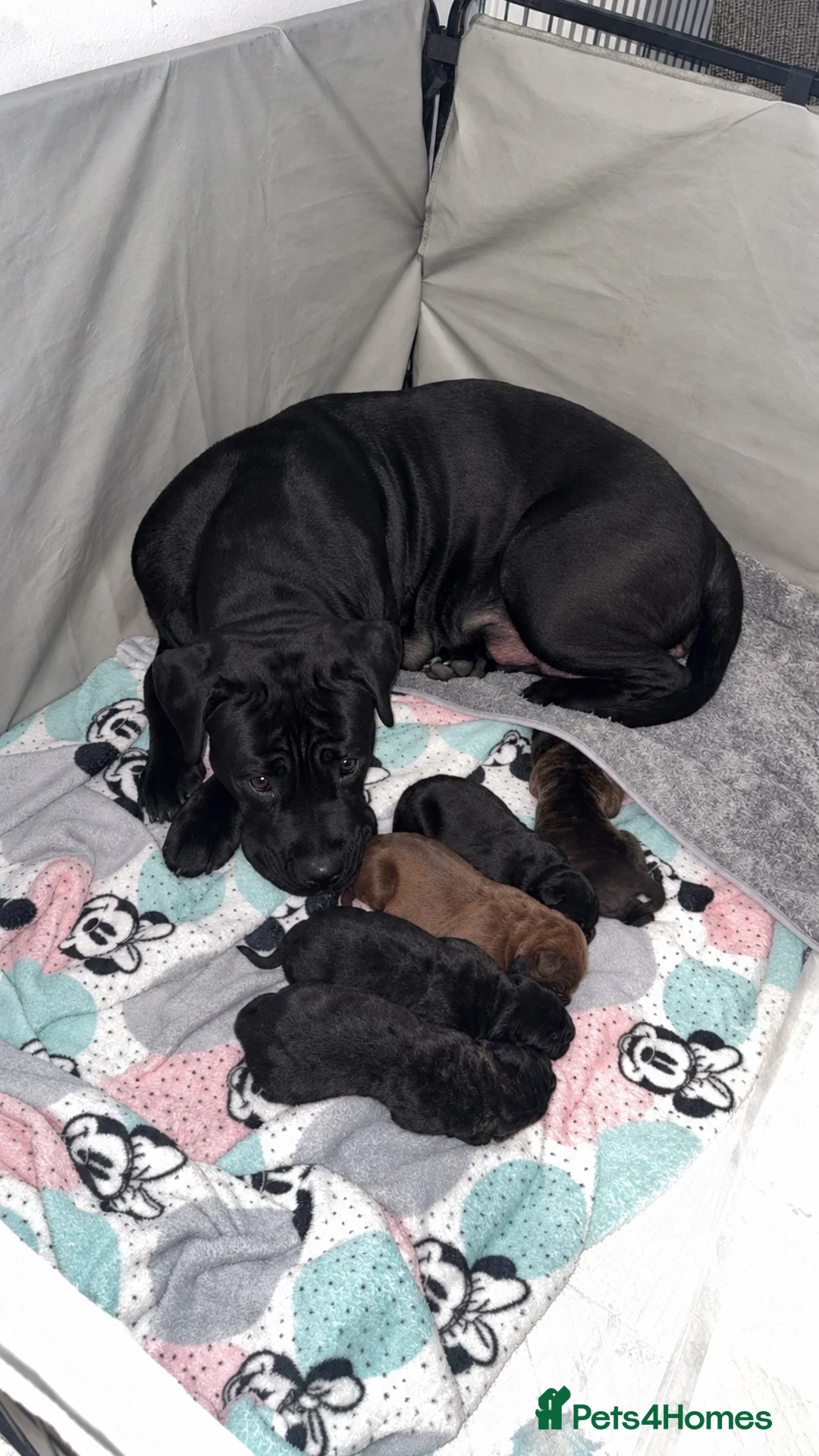 Mixed Breed dogs for sale: Cane corso/ mastiff pups  - Advert 10