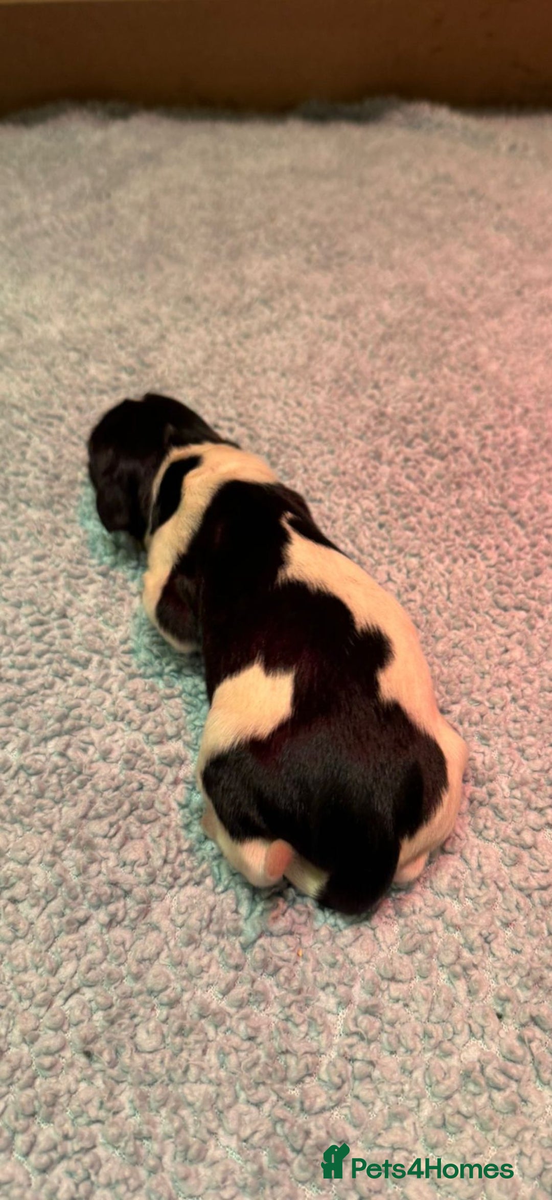 English Springer Spaniel dogs for sale: KC Reg English Springer Spaniels in Hampshire - Advert 4