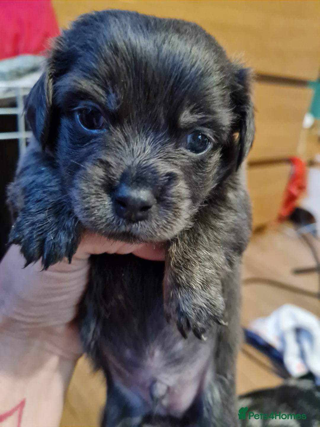 Mixed Breed dogs for sale: Last 2 puppies dachshund cross - Image 2