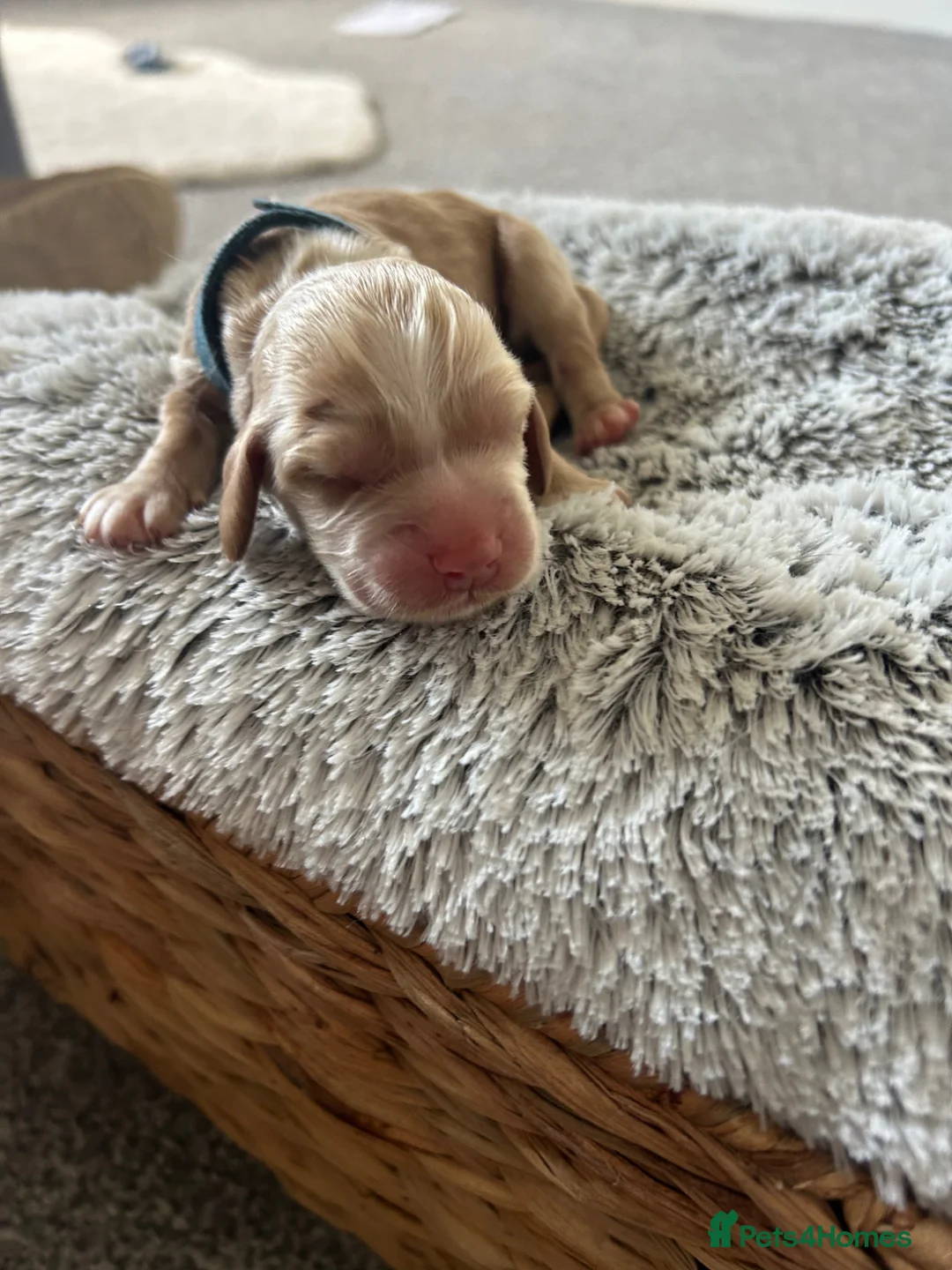 Cocker Spaniel dogs for sale: 🌟Rare Coloured Show-Type Cocker Spaniel Puppies🌟 in Rhyl - Advert 9
