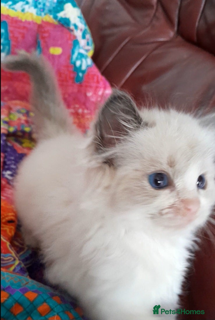 Ragdoll cats Ragdolls 😸 kittens 😸 looking lovely family - Advert 9