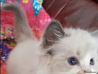 Ragdoll cats Ragdolls 😸 kittens 😸 looking lovely family - Advert 9