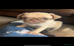 Pug dogs for sale: Beautiful pug pups ready for there forever homes  - Image 12